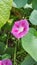 Ipomoea purpurea pink flower, the purple, tall, or common morning glory, close up.