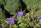 Ipomoea purpurea vine with purple flowers