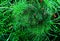 Ipomoea quamoclit tropical green leaf