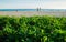 Ipomoea on the sand beach wih sea background.