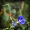 Ipomoea tricolor - hallucinogenic plant