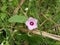 Ipomoea triloba flower