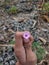 Ipomoea triloba flower in hand. beautiful pink flowers