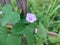 Ipomoea triloba flowering plant in bloom