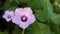 Ipomoea triloba flowers growing in the yard