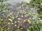 Iponia aquatic weeds in fish farming pond