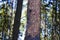 Ips typographus on spruce bark.