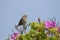 Ipswich Sparrow, a geographically isolated subspecies of the savannah sparrow. Breeds strictly on Sable Island, Nova Scotia, Canad