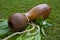 Ipu Heke Hawaiian Two Gourds Drum