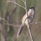 Iran Babbler, Turdoides huttoni ssp. salvadori