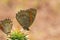 The Iranian Argus butterfly , Kirinia climene , butterflies of Iran