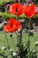 Iranian poppy, Persian poppy, Papaver bracteatum