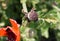 Iranian poppy, Persian poppy, Papaver bracteatum