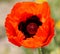 Iranian poppy, Persian poppy, Papaver bracteatum