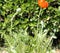 Iranian poppy, Persian poppy, Papaver bracteatum