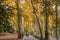 Iranian visitor walking in the park of Sa`dabad palace Complex in autumn, built by the Qajar and Pahlavi monarchs, located in