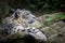 Irbis mountain leopard portrait