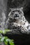 Irbis, snow leopard color photo.