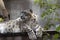 Irbis, snow leopard. Color photo taken at Moscow Zoo.