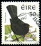 IRELAND - CIRCA 1998: stamp 30 Irish penny pence printed by Republic of Ireland, shows bird Common Blackbird Turdus merula,