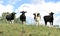 Ireland, County Antrim: Dairy Farm - Four Cows in their Paddock