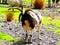 ireland, irish mutton sheep -irlanda montone, pecore irlandesi