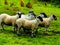 ireland, irish sheep and border collie -irlanda pecore irlandesi