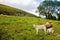 Ireland landscape. Magical Irish hills. Green island with sheep and cows on cloudy foggy day. Northern Ireland, County