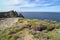 Ireland, pink flowers on cliffs, flowering wildflowers in pink and yellow