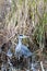 Ireland\\\'s Graceful Sentinel - Grey Heron (Ardea cinerea) in National Botanic Gardens