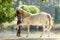 Irene Gefaell with her horse in a demonstration of natural dressage in Pontevedra, Spain, in august of 2018