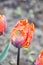 Irene Parrot.   Parrot Tulip. Orange bloom with a reddish-purple flame with ruffled edges.