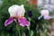 Irene white and pink close-up flower