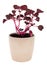 Iresine herbstii pink plant potted over white background