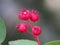 Irga(Amelanchier). Bright red immature berries.