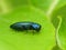 Iridescent Blue Beetle