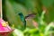 Iridescent Blue-chinned Sapphire hummingbird, Chlorestes Notata, hovering by a hummingbird feeder in a garden with flowers blurred