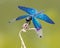 Iridescent blue dragonfly