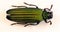 Iridescent green jewel beetle Demochroa detanii from Indonesia. Buprestidae
