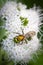 An iridescent green sweat bee feeds on a a bunch of small white flowers