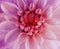 Iridescent pink dahlia flower blooms. Macro. pink-red center. Closeup. beautiful dahlia. for design