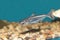 Iridescent shark aquarium fish
