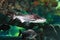 Iridescent shark Pangasianodon hypophthalmus