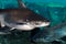 Iridescent shark Pangasianodon hypophthalmus