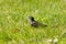 Iridescent starling walking on the grass and looking forward at