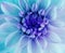 Iridescent turqoise dahlia flower blooms. Macro. blue center. Closeup. beautiful dahlia. for design.