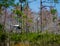 Iridescent Wood Stork in the Forest