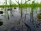 Irigation of young rice plant