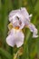 Iris albicans, also known as the cemetery iris, white cemetery iris