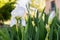 Iris albicans lange or cemetery iris, white beautiful flower in the garden design